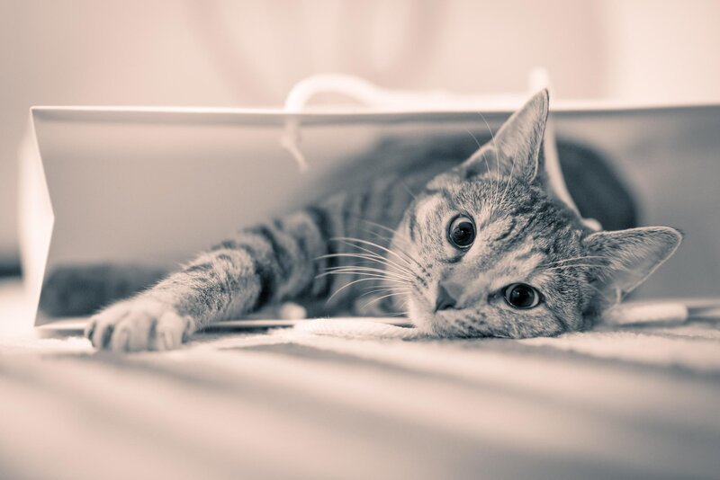 Tabby Cat in Bag — Gray, Calm