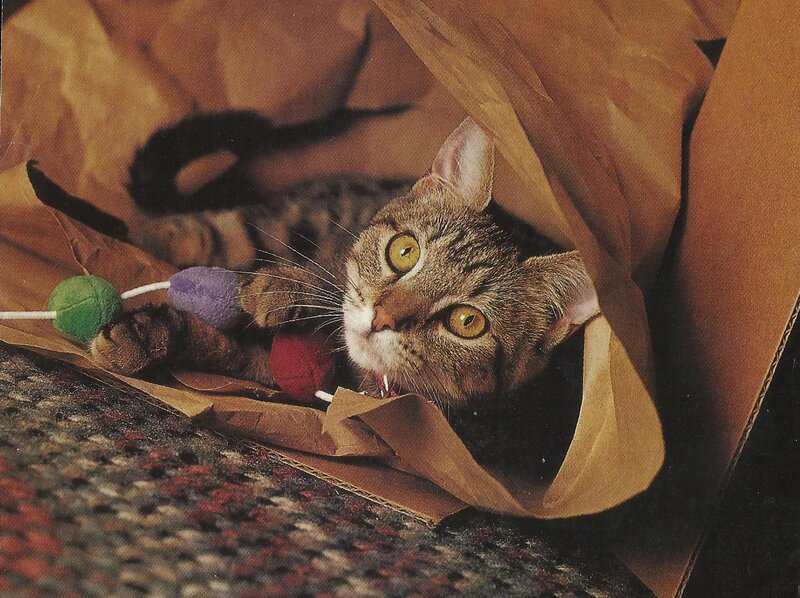 Tabby Cat in Bag