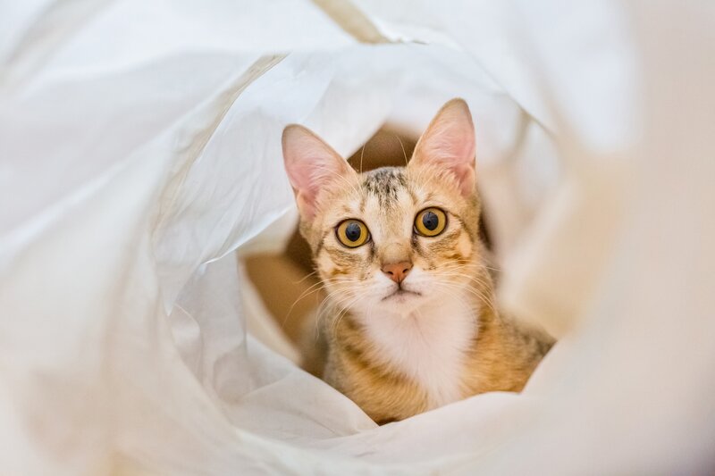 Tabby Cat in Bag — White, Curious