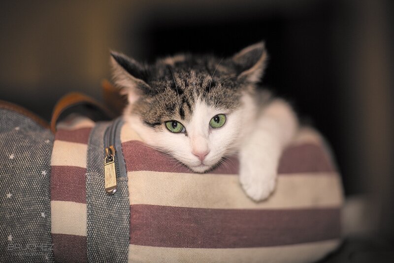 Tabby Cat in Bag — White