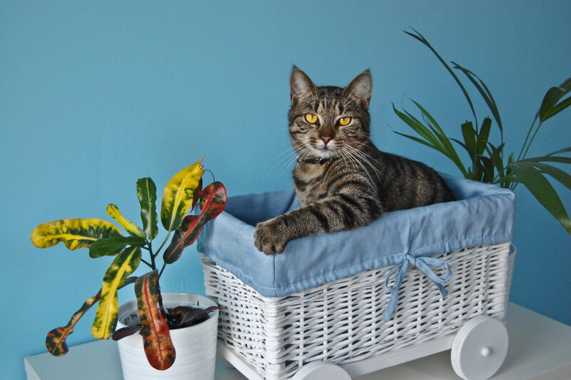 Tabby Cat in Basket — Blue