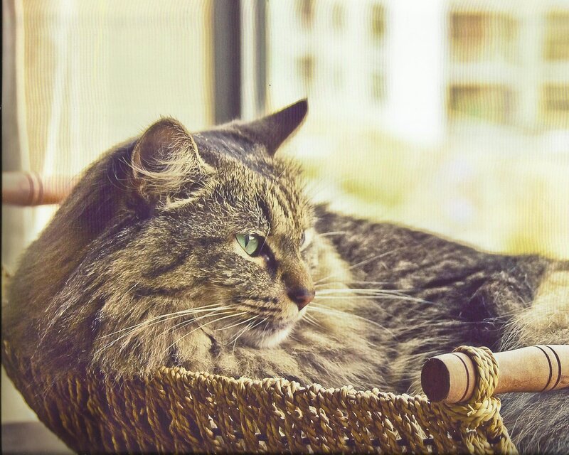 Tabby Cat in Basket — Brown, Calm, Afternoon