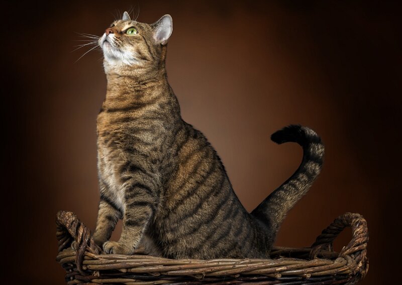 Tabby Cat in Basket — Brown, Calm, Photograph, Tail