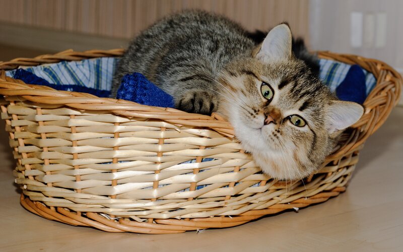 Tabby Cat in Basket — Brown, Calm, Photograph