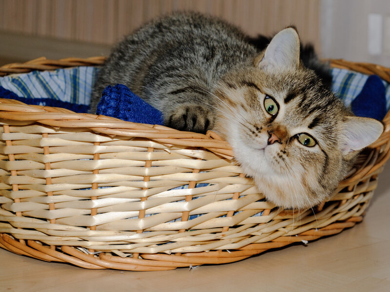 Tabby Cat in Basket — Brown, Calm