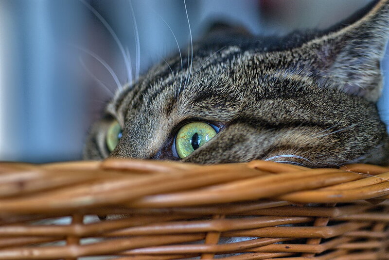 Tabby Cat in Basket — Brown, Curious, Photograph, Eyes