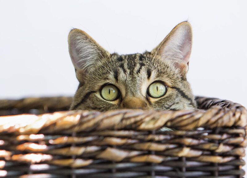 Tabby Cat in Basket — Brown, Curious, Photograph