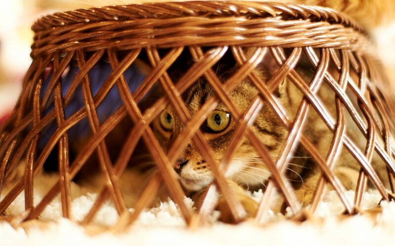 Tabby Cat in Basket — Brown, Curious