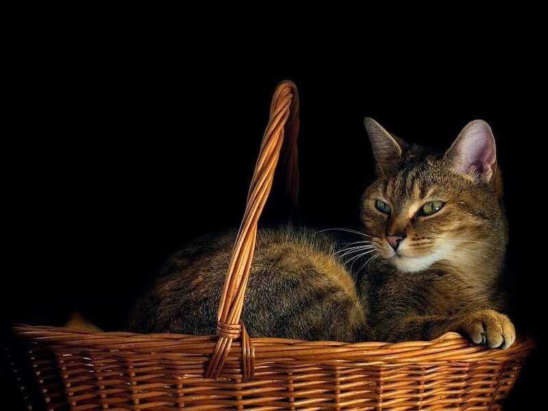 Tabby Cat in Basket — Brown, Dramatic