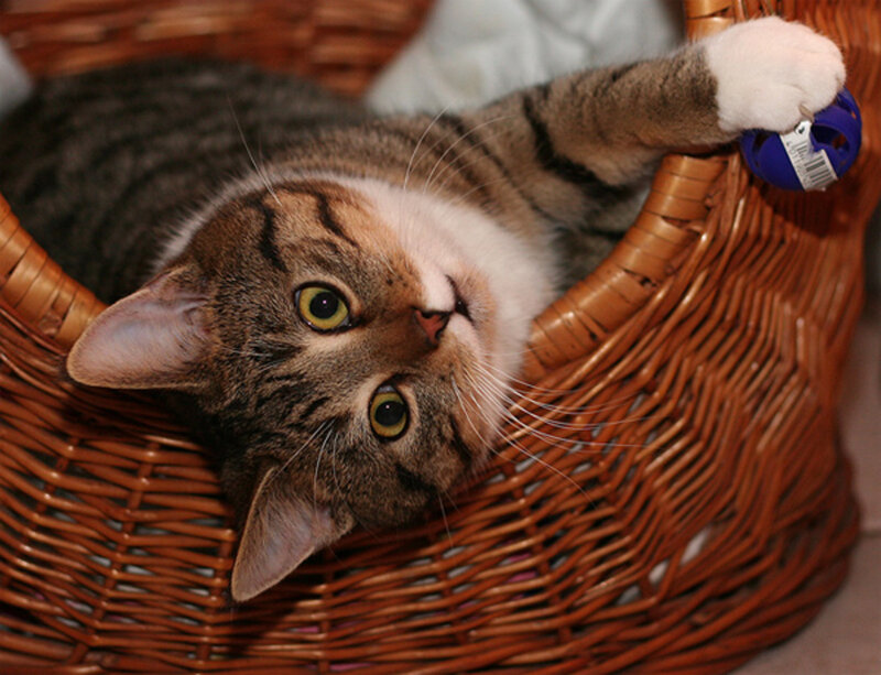 Tabby Cat in Basket — Brown, Playful