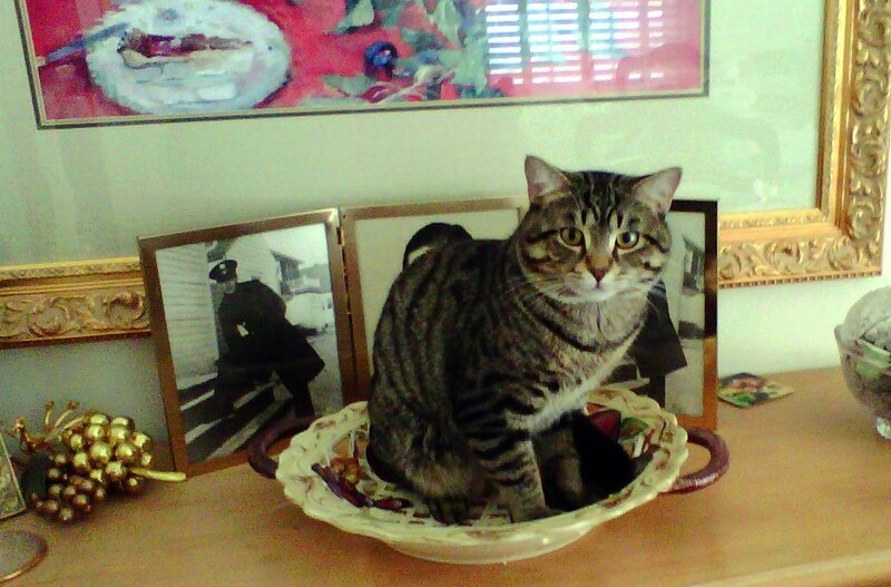 Tabby Cat in Basket — Brown