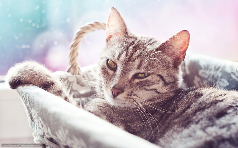 Tabby Cat in Basket — Gray, Calm