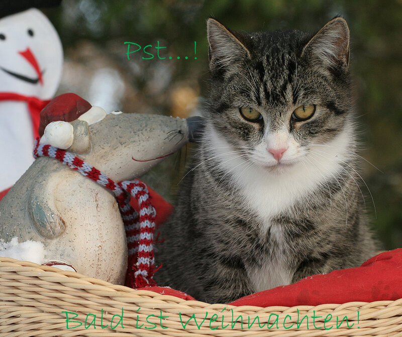 Tabby Cat in Basket — Gray