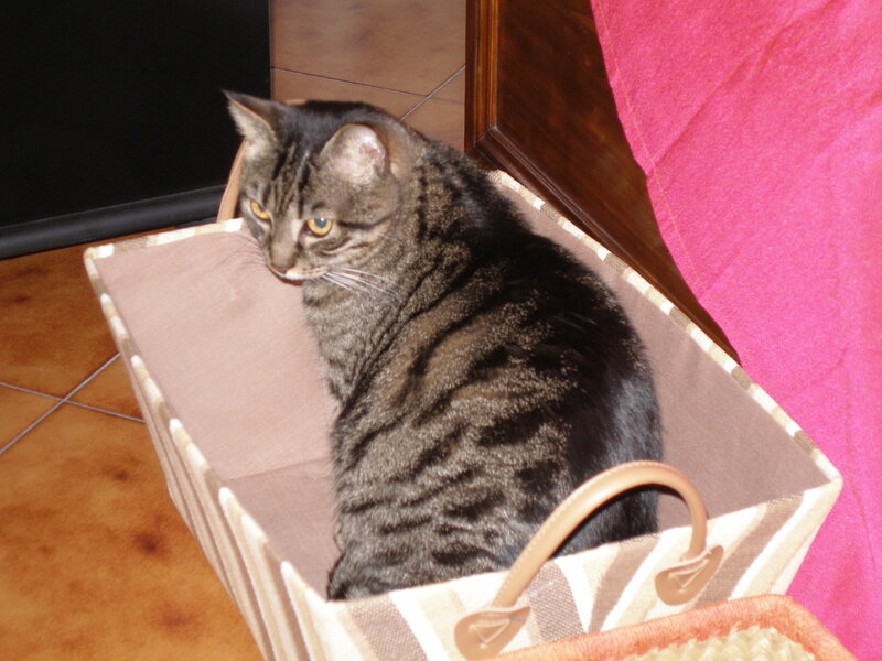 Tabby Cat in Basket