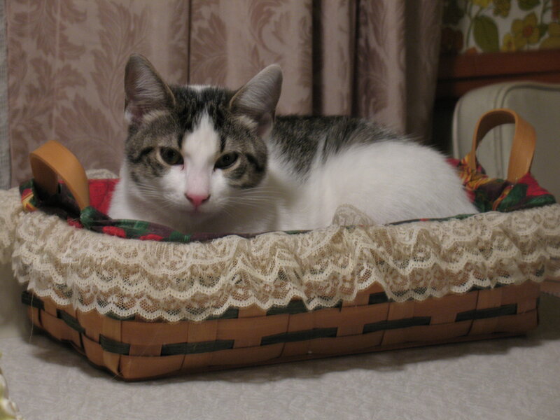 Tabby Cat in Basket — White