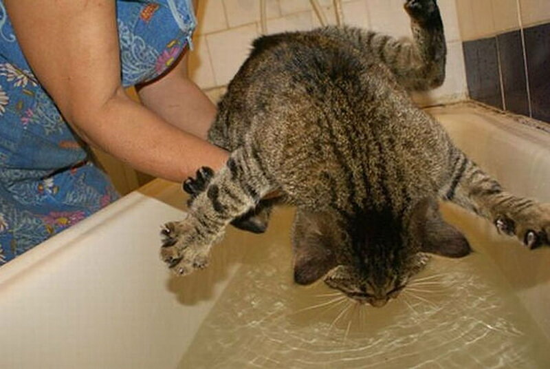 Tabby Cat in Bathtub — Brown