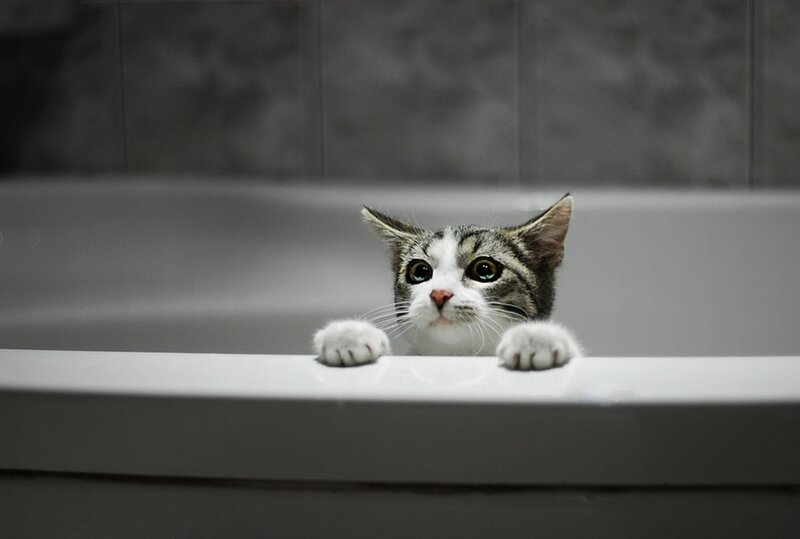 Tabby Cat in Bathtub — Gray