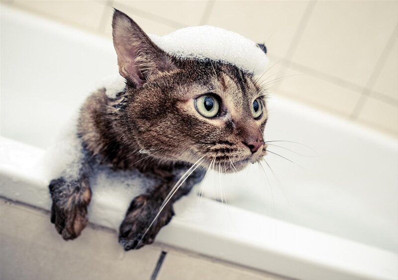 Tabby Cat in Bathtub — White