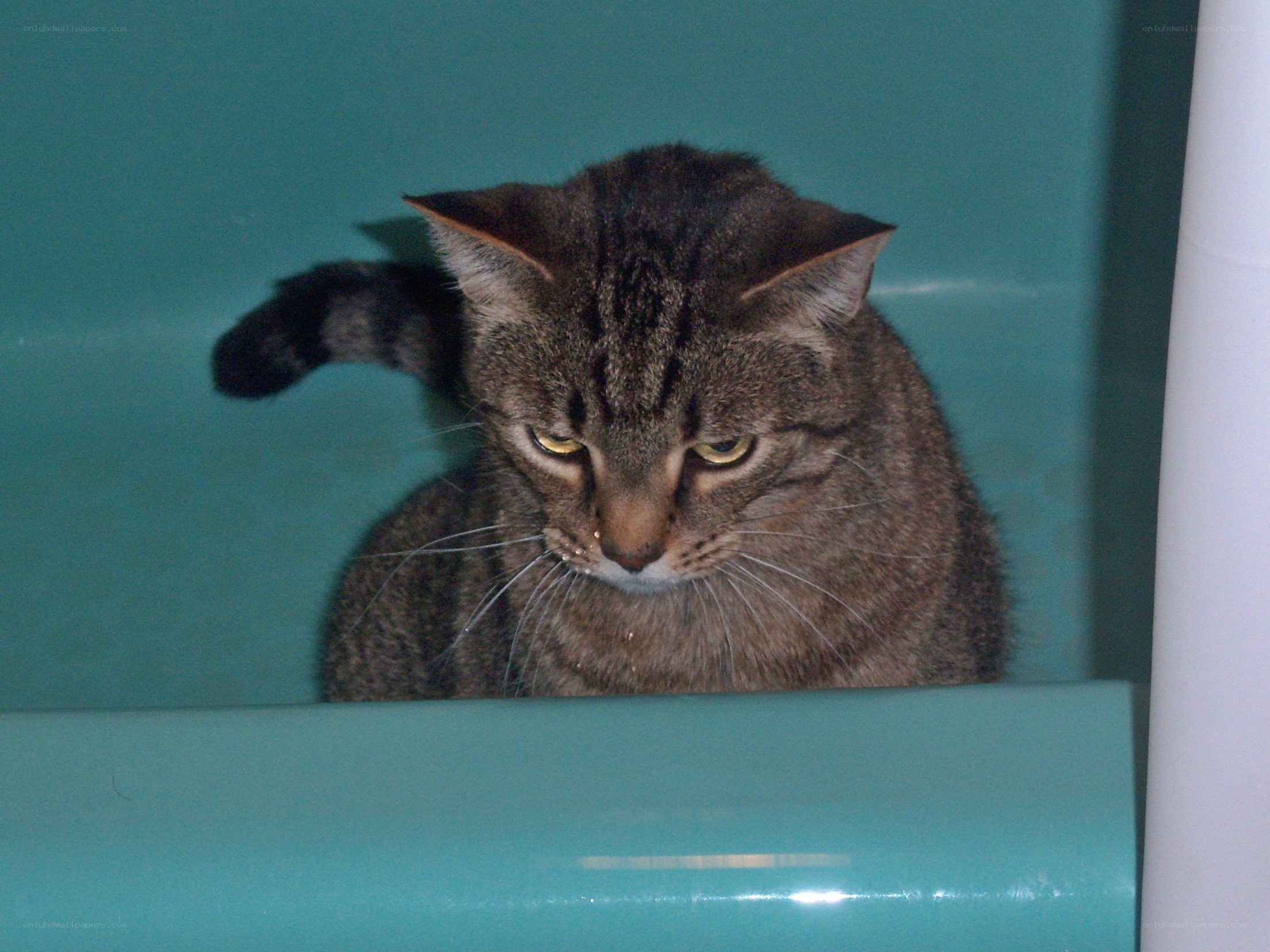 tabby cat in bathtub