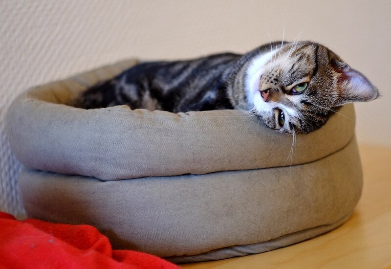 Tabby Cat in Bed — Brown