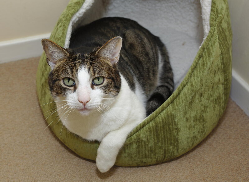 Tabby Cat in Bed — Green, Calm