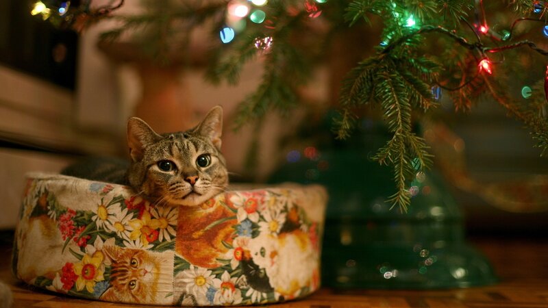 Tabby Cat in Bed — Green, Cozy, Night, Photograph, Christmas Tree, Lights, Cat Bed