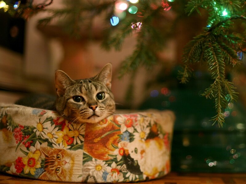 Tabby Cat in Bed — Green, Cozy, Night, Photograph