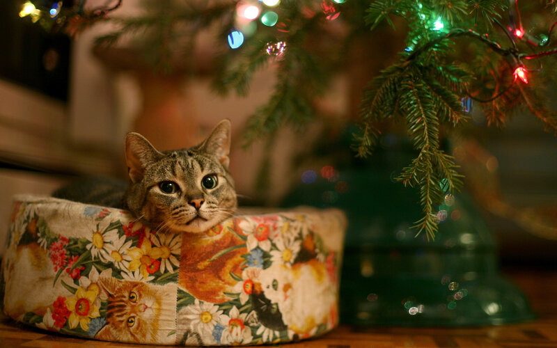 Tabby Cat in Bed — Green, Cozy, Night