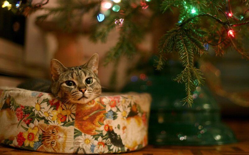 Tabby Cat in Bed — Green, Festive