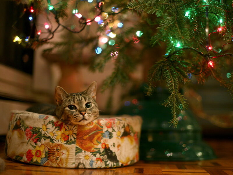 Tabby Cat in Bed — Green