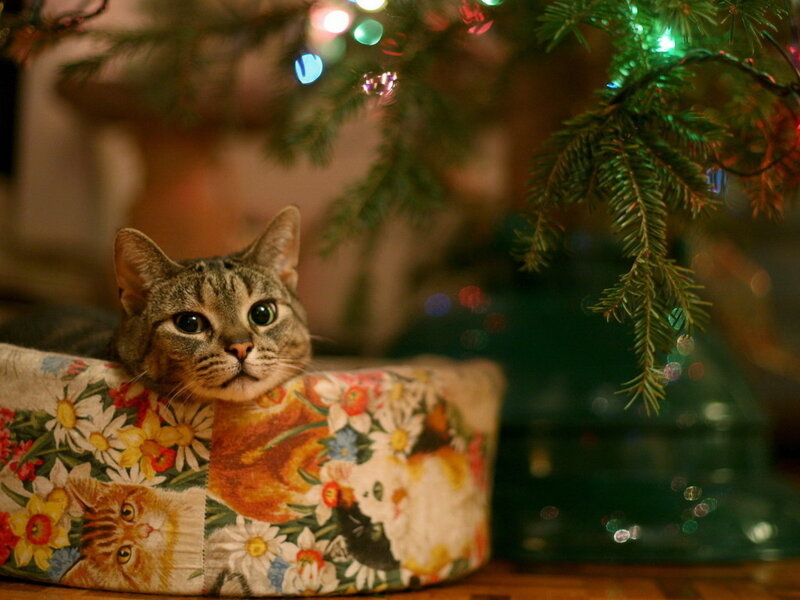 Tabby Cat in Bed