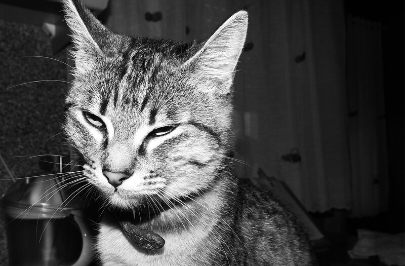 Tabby Cat in Black and White — Calm