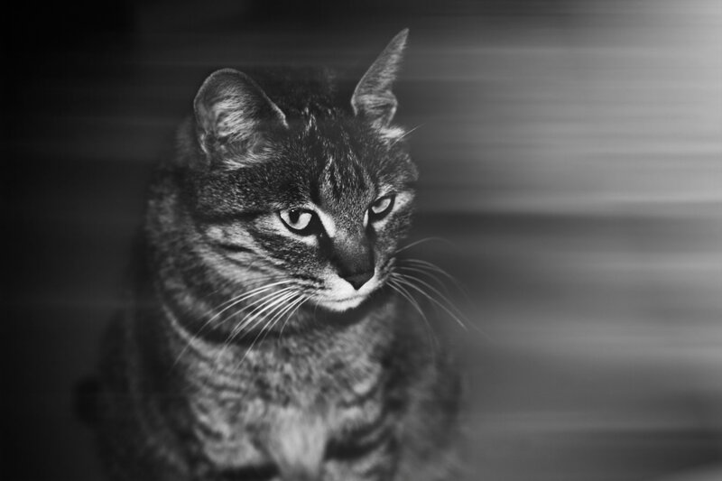 Tabby Cat in Black and White — Dramatic