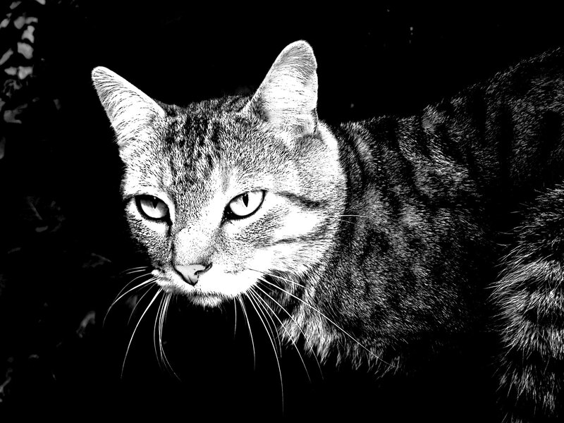 Tabby Cat in Black and White