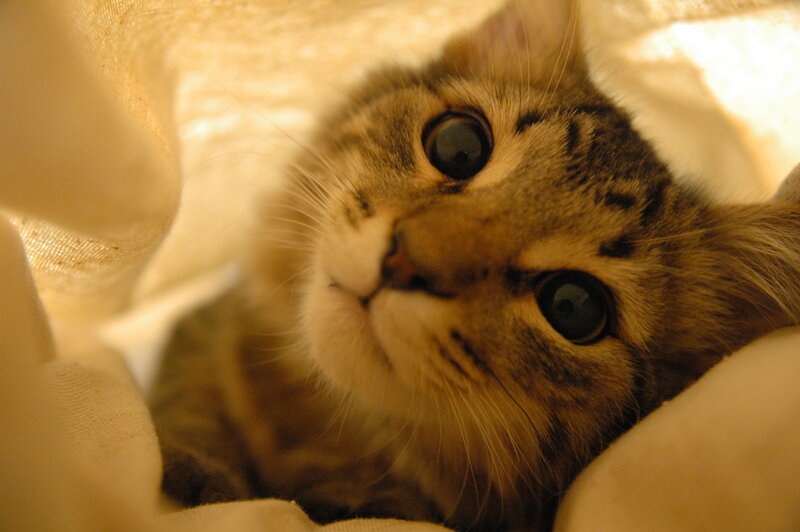 Tabby Cat in Blanket — Brown