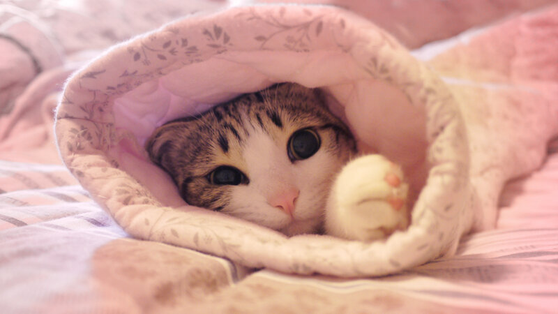 Tabby Cat in Blanket — Pink