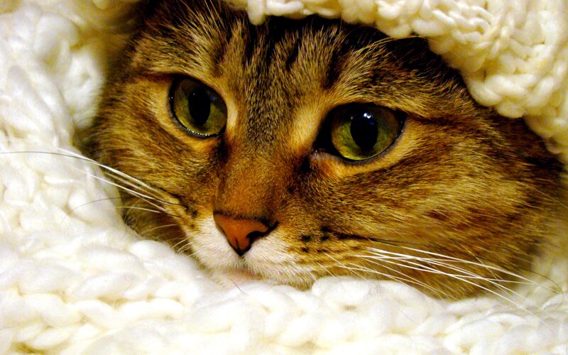 Tabby Cat in Blanket — White