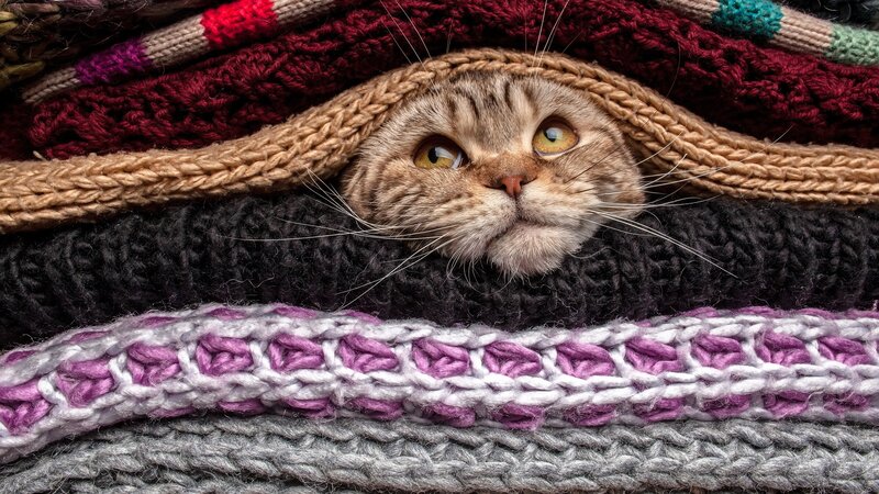 Tabby Cat in Blankets