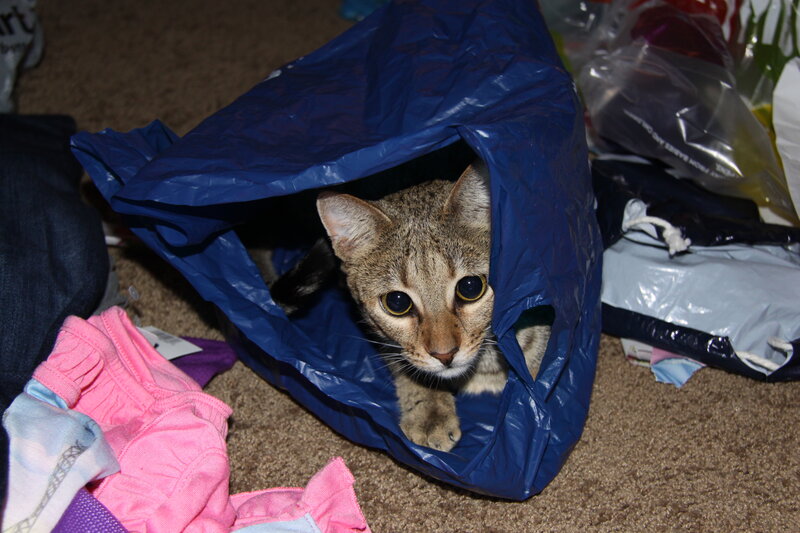 Tabby Cat in Blue Bag