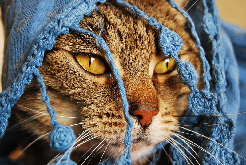 Tabby Cat in Blue Hood