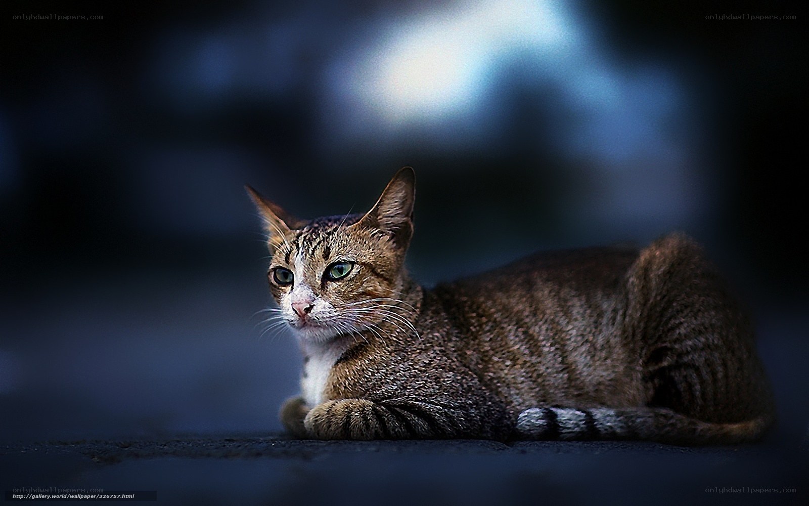 Tabby cat in blue light