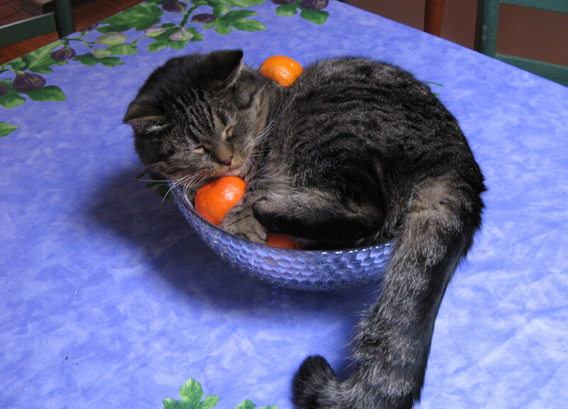 Tabby Cat in Bowl — Blue