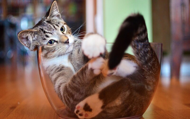 Tabby Cat in Bowl — Brown, Playful