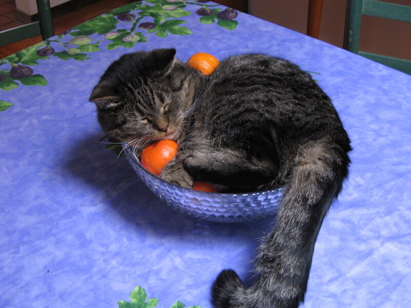 Tabby Cat in Bowl