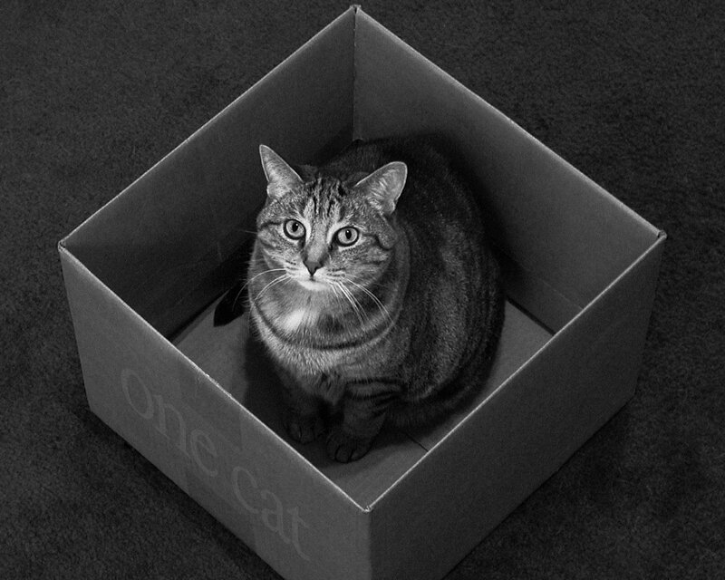 Tabby Cat in Box — Black, Calm
