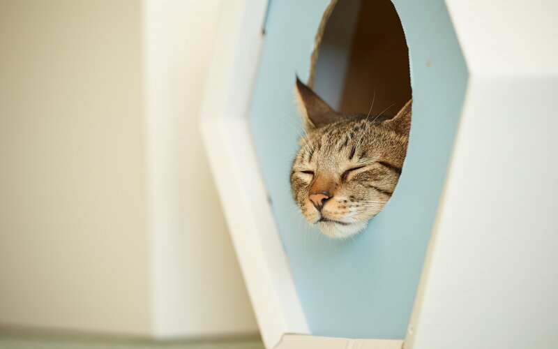 Tabby Cat in Box — Blue