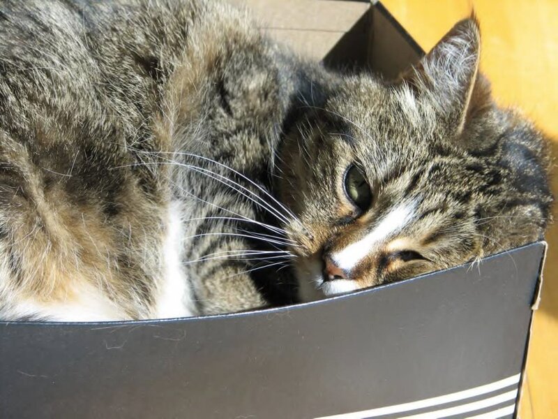 Tabby Cat in Box — Brown, Calm, Afternoon