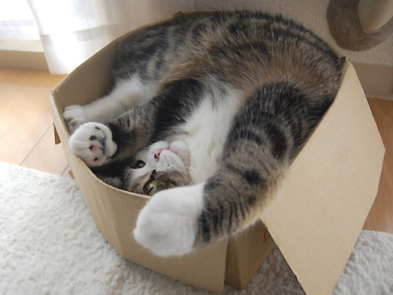 Tabby Cat in Box — Brown, Calm, Morning