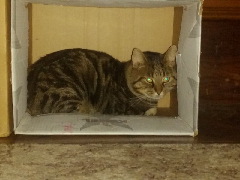 Tabby Cat in Box — Brown, Calm, Night
