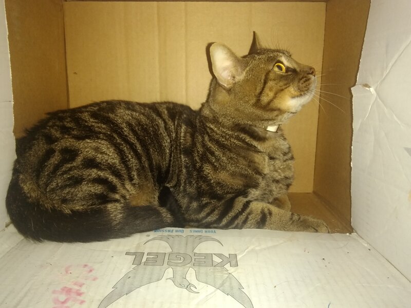 Tabby Cat in Box — Brown, Calm, Photograph, Collar